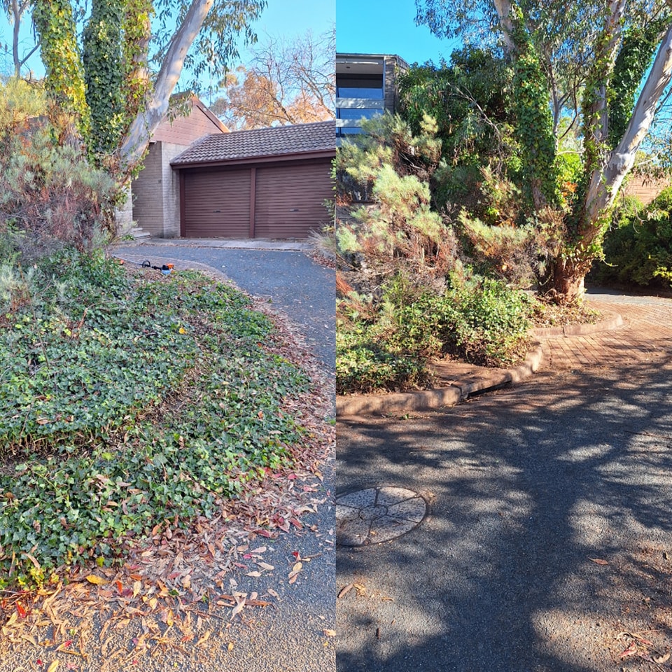 Canberra yard Clean up before after