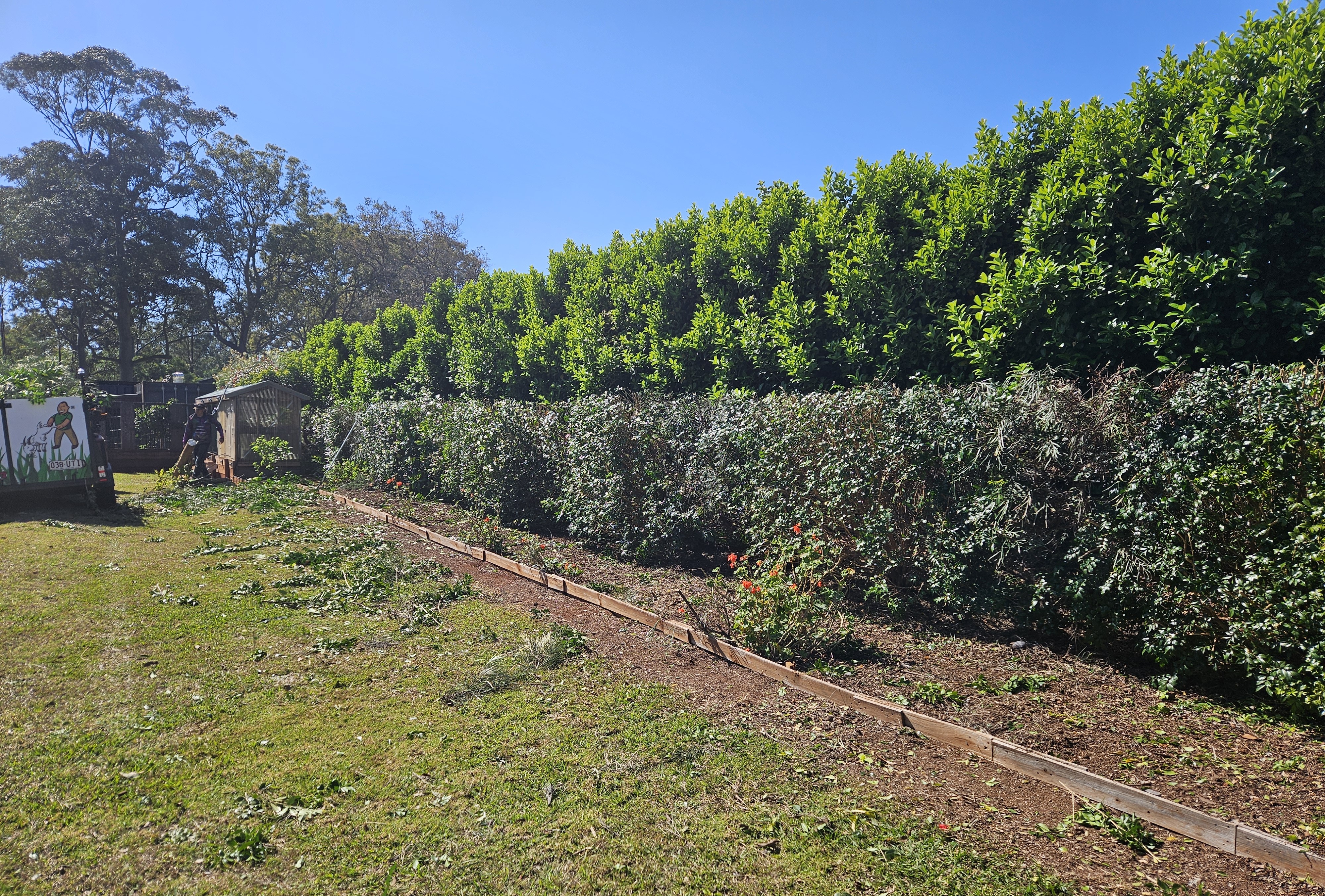 A healthy, lush green lawn free of bindi weeds.