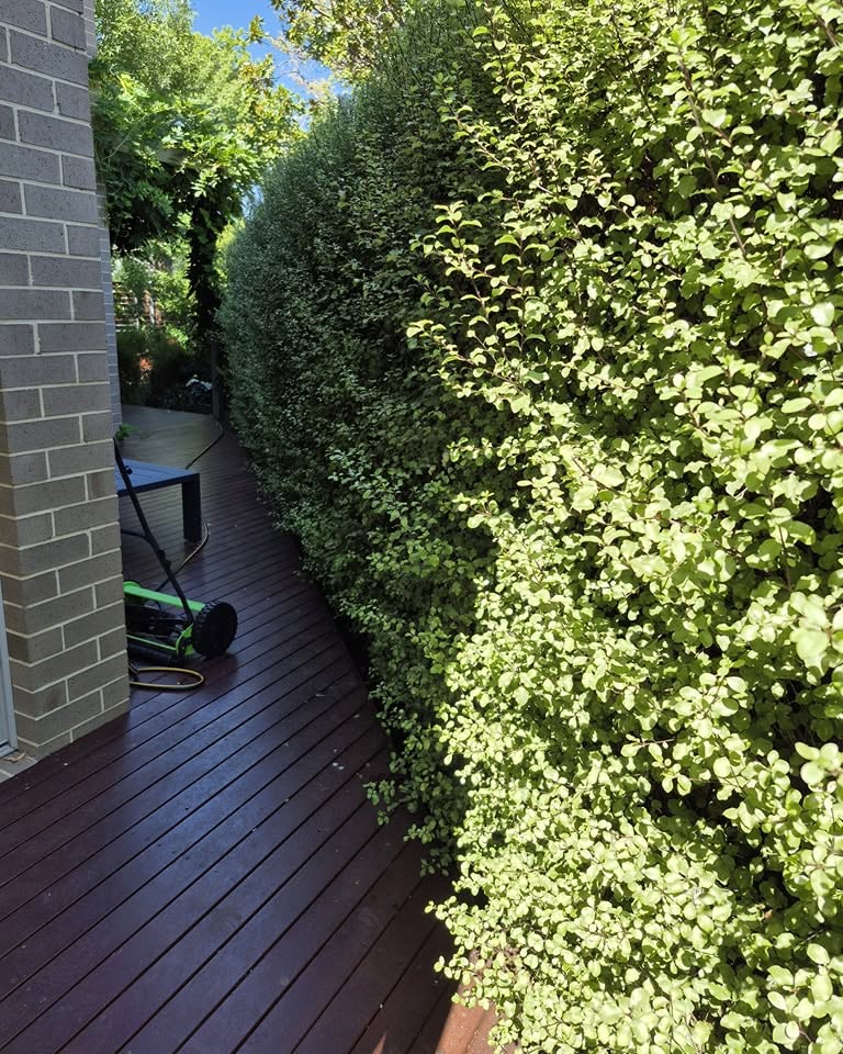A neat and tidy backyard with a lush green lawn, cleared of all winter debris and ready for spring preparation. A neat and tidy backyard with a lush green lawn, cleared of all winter debris and ready for spring preparation.